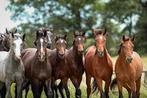 Te huur doe het zelf stal circa 6 paarden, Dieren en Toebehoren, Stalling en Weidegang