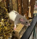 Lieve aanhankelijke tamme ratten ( vrouw), van de fokker), Dieren en Toebehoren, Knaagdieren, Rat, Vrouwelijk, Tam, September