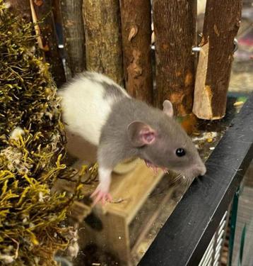 Lieve aanhankelijke tamme ratten ( vrouw), van de fokker) beschikbaar voor biedingen