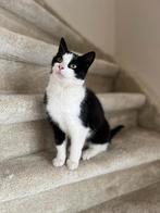 Te koop poes gesteriliseerd, Dieren en Toebehoren, Poes, Kortharig, 0 tot 2 jaar