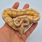 0.1 Banana Desert Ghost het Clown/Cryptic 50% het G-Stripe, Dieren en Toebehoren, Reptielen en Amfibieën, 0 tot 2 jaar
