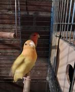 Een paar rozen, Dieren en Toebehoren, Vogels | Kanaries, Mannelijk