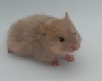 Goudhamster April, Dieren en Toebehoren, Knaagdieren, Hamster, Vrouwelijk, Tam, September