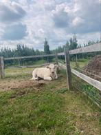Wit Vaars Kalf, Dieren en Toebehoren, Vrouwelijk