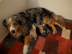 Miniature American shepperd, mini Aussie pups, Dieren en Toebehoren, Standaard, 8 tot 15 weken, Meerdere, Meerdere dieren