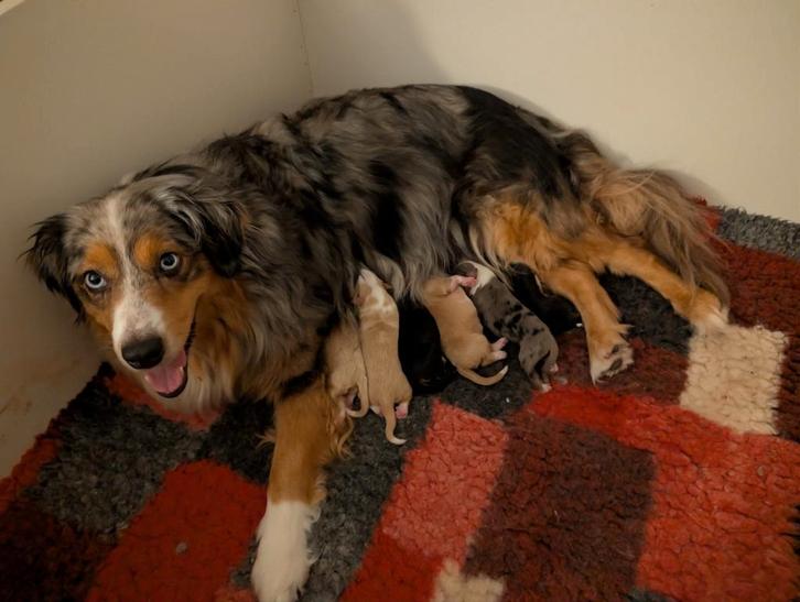 Miniature American shepperd, mini Aussie pups, Dieren en Toebehoren, Honden | Teckels en Dashonden, Meerdere dieren, Standaard