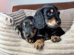 Langharige Teckels dwerg & standaard Mogen naar nieuwe baas, Nederland, 8 tot 15 weken, Dwerg, Langhaar