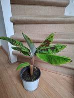 Bananenplant musa dwarf cavendish, Ophalen, Halfschaduw, Minder dan 100 cm