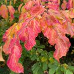 Parrotia persica perzisch ijzerhout, Ophalen, Overige soorten, Volle zon