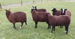 Ooilammeren Zwartbles, Meerdere dieren, Schaap, 0 tot 2 jaar