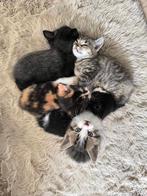 Kittens - 8 wkn - lief en speels, Dieren en Toebehoren, Katten en Kittens | Overige Katten, Meerdere dieren, Kortharig, 0 tot 2 jaar