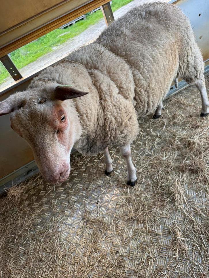Dekram, Dieren en Toebehoren, Schapen, Geiten en Varkens, Schaap, Mannelijk