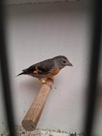 Mooi koppeltje kapoetsensijsen, Dieren en Toebehoren, Vogels | Kanaries, Meerdere dieren, Kleurkanarie