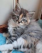 Ragdoll x Maine coon kittens Bo & Sam mogen nu mee, Poes, Ontwormd, 0 tot 2 jaar