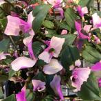 Tradescantia blushing bride, Ophalen, Zomer, Overige soorten, Volle zon