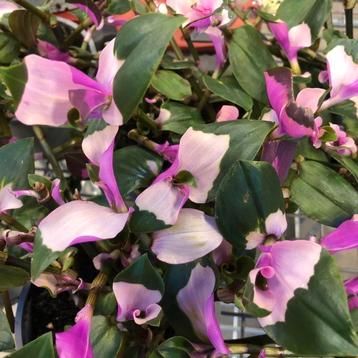 Tradescantia blushing bride beschikbaar voor biedingen