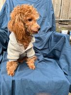 Toy puedel, Poedel, 15 weken tot 1 jaar, Meerdere, Meerdere dieren