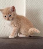 Hele mooie kruising Main coon kittens, Dieren en Toebehoren, Meerdere dieren, Ontwormd, 0 tot 2 jaar