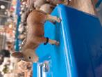 Schleich ezel veulen, Ophalen of Verzenden, Zo goed als nieuw, Paard, Beeldje of Figuurtje