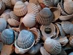 Mooie, grote Franse geknobbelde Hart schelpen., Ophalen of Verzenden, Schelp(en)