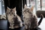 Prachtige Maine Coon kittens met stambomen., Meerdere dieren, Gechipt