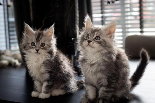 Prachtige Maine Coon kittens met stambomen., Dieren en Toebehoren, Katten en Kittens | Raskatten | Langhaar, Meerdere dieren, Gechipt