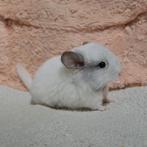 Chinchilla baby bokje: White mozaïek rpac (te reserveren), Dieren en Toebehoren, Knaagdieren, Chinchilla, Mannelijk, Tam, Oktober