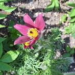 Wildemanskruid Pulsatilla vulgaris 'Rubra', Ophalen of Verzenden, Gehele jaar, Volle zon, Zaad