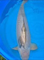 Marusei chagoi koi karper, Dieren en Toebehoren, Karper of Koi