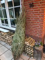 Nordmann Kerstboom - 100-250cm, Tuin en Terras, Bloeit niet, 100 tot 250 cm, Volle zon, In pot
