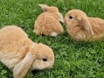 Te koop jonge Nederlandse dwerg hangoor konijntjes, Dieren en Toebehoren, Konijnen, Meerdere dieren, Dwerg, Hangoor