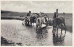 Ameland  -  drinkende paarden op het Oerd , 1935     =0018=, Ophalen of Verzenden, 1920 tot 1940, Gelopen, Waddeneilanden
