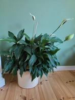 Lepelplant inclusief grote pot, Huis en Inrichting, Kamerplanten, Ophalen, Halfschaduw, Minder dan 100 cm