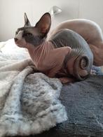 Sphynx kittens te koop, Dieren en Toebehoren, Katten en Kittens | Raskatten | Korthaar, Meerdere dieren, Gechipt, 0 tot 2 jaar