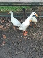 Loopeend /loopeenden, Dieren en Toebehoren, Meerdere dieren, Eend