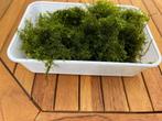 Aquariumplantjes, Dieren en Toebehoren, Ophalen of Verzenden, Zo goed als nieuw, Plant(en), Steen of Hout