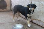 Lieve Sorella ter adoptie, Dieren en Toebehoren, Particulier, Rabiës (hondsdolheid), Buitenland, Teef
