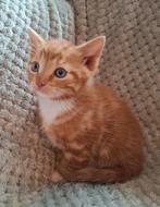 Prachtige, lieve kittens (schildpad, lapjes en rood), Dieren en Toebehoren, Katten en Kittens | Overige Katten, Meerdere dieren