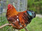 Kriel hanen cochin/wyandotte/welsumer kruisingen, Dieren en Toebehoren, Mannelijk, Kip