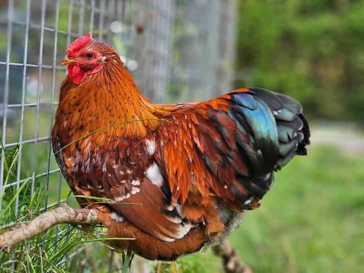 Kriel hanen cochin/wyandotte/welsumer kruisingen, Dieren en Toebehoren, Pluimvee, Kip, Mannelijk
