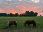 Verzorger Voor Onze Ponny's, omgeving Beilen (Dr.), Gedragstraining