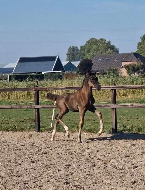 2 (Gelderse) hengsten, Dieren en Toebehoren, Paarden, Hengst, Niet van toepassing, 165 tot 170 cm, 0 tot 2 jaar, Dressuurpaard