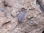 Porcellionides pruinosus powder blue pissebedden 20st., Dieren en Toebehoren, Reptielen en Amfibieën | Toebehoren, Nieuw, Overige typen