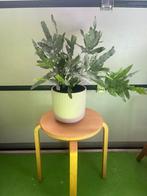 Blauw varen in pot, Huis en Inrichting, Kamerplanten, Ophalen, Overige soorten, In pot, Minder dan 100 cm