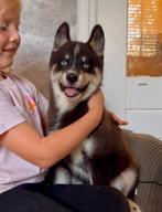 Prachtige Pomsky Pup, Rabiës (hondsdolheid), 8 tot 15 weken, Meerdere, Nederland