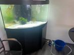 Aquarium Trigon 350 liter, Dieren en Toebehoren, Ophalen, Zo goed als nieuw, Gevuld zoetwateraquarium