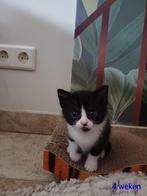 Kittens, geboren 25 sept, Dieren en Toebehoren, Katten en Kittens | Raskatten | Korthaar, Meerdere dieren, Ontwormd, 0 tot 2 jaar