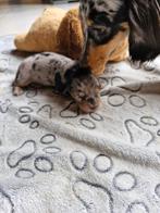 dwerg teckel, Dieren en Toebehoren, Honden | Teckels en Dashonden, België, Particulier, Reu, 8 tot 15 weken
