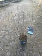 Caryopteris - Baardbloem 'Blue Balloon', Volle zon, Vaste plant, Herfst, Ophalen