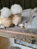T.k. sierkippen alleen telefonisch 06 57246852., Dieren en Toebehoren, Mannelijk, Kip